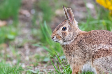 Naklejka na ściany i meble Eastern Cottontail Rabbit, Sylvilagus floridanus, Springtime in grass