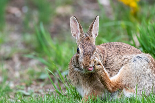 Wild rabbit scratching its face with foot