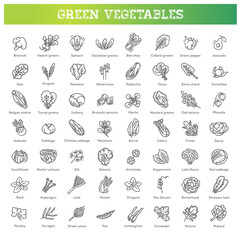 Green salad leaves. Vector vegetarian healthy food leaf set