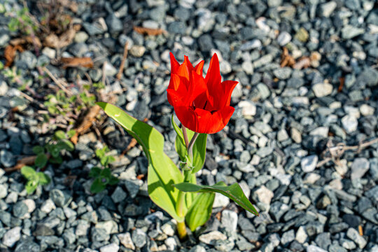 tulipa praestans hoog red tulip in a rock garden with stones