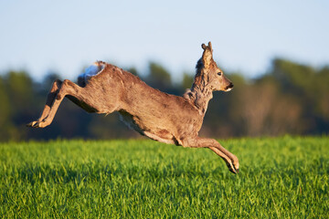Roe deer male running on field ( Capreolus capreolus ). European roe	