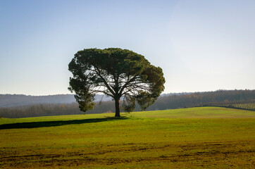 tree in the field