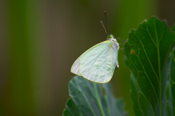White butterfly