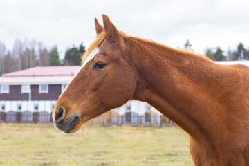 portrait of red horse in pasture