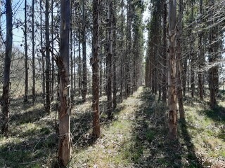 Obraz premium Bosque de eucaliptos en Galicia