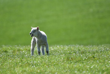 Bleating lamb standing in a field in Spring © Kirsty