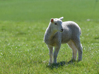 Single Spring lamb in a green field © Kirsty