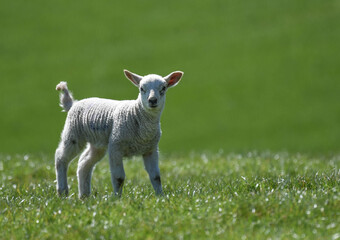 One happy Spring lamb in a green field
