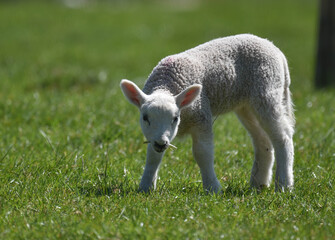 Single Spring lamb feeding on green grass