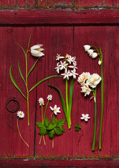 Top view of beautiful spring wild flowers in white on rustic red wooden background. Wood anemone, fritillary, daisy, hyacinth, oxalis, daffodil and summer snowflake flower. Still life.