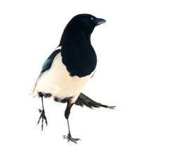 European magpie (Pica pica) is widely distributed. Everywhere it has extensive cultural background:...