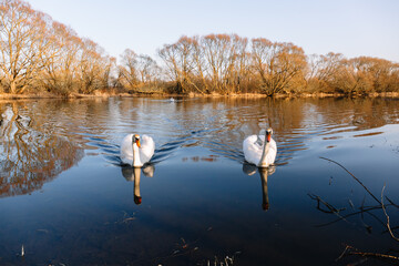 A family of beautiful white swans swims towards the camera. Noble birds of Europe. Harmony of...