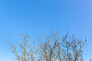 Tree branches without leaves close-up against a bright blue sky on a sunny spring day. Natural minimalist background. Banner with copy space. Spraying or pruning gardening service. Planting seedlings