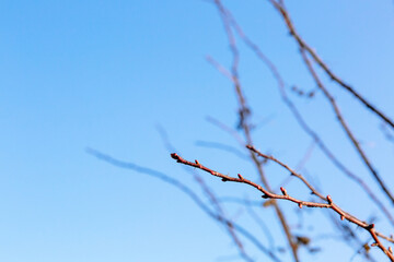 Tree branches without leaves close-up against a bright blue sky on a sunny spring day. Natural minimalist background. Banner with copy space. Spraying or pruning gardening service. Planting seedlings