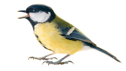 Titmouse bird on a white background, great tit, Parus major, oxeye close up, spring. Full frame...