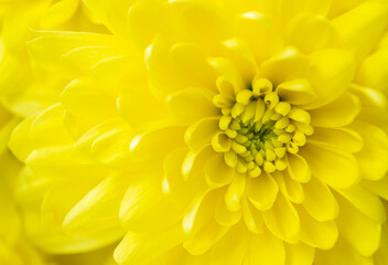 Bright yellow chrysanthemum close-up. Floral background, botany concept. Festive design