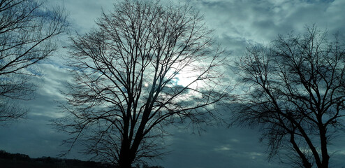 Krajobraz. Drzewa. Słońce za chmurami. Zmrok. - obrazy, fototapety, plakaty