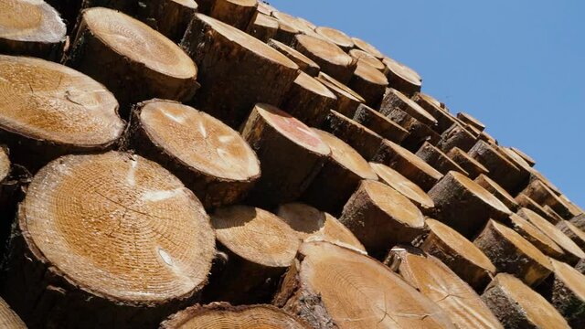 buche de bois sur tapis roulant pour taillage dans une scierie 