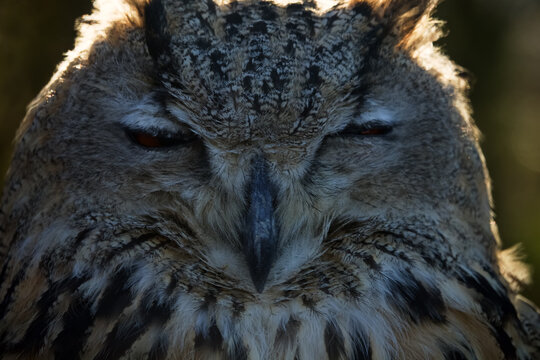 Eagle Owl (Bubo bubo) (half-length portrait ) sits in bright sun its eyes narrowed. Perhaps owl not only reduces load on retina, but also hides visible eyes from daytime birds (they actively attack)
