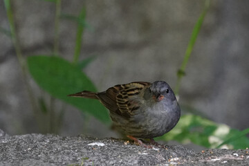 gray bunting on the rock