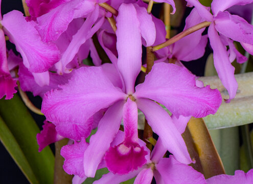 Orquídea lawrenceana ¨Orosi