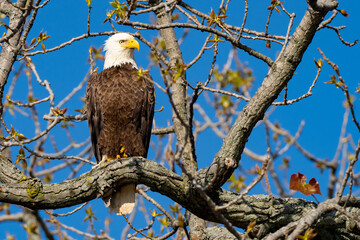 Perched Adult Bald Eagle