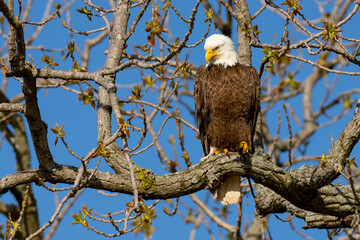 Perched Adult Bald Eagle