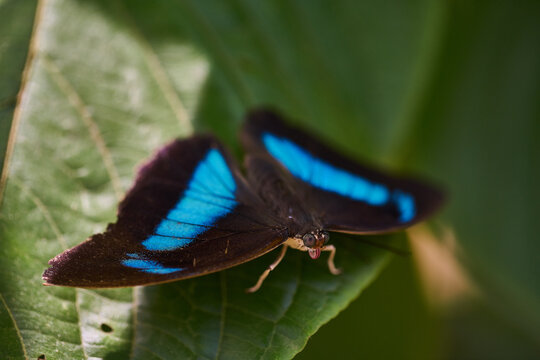 Morpho helenor es una especie de lepid&oacute;ptero en la selva de Puerto Maldonado, Per&uacute;.