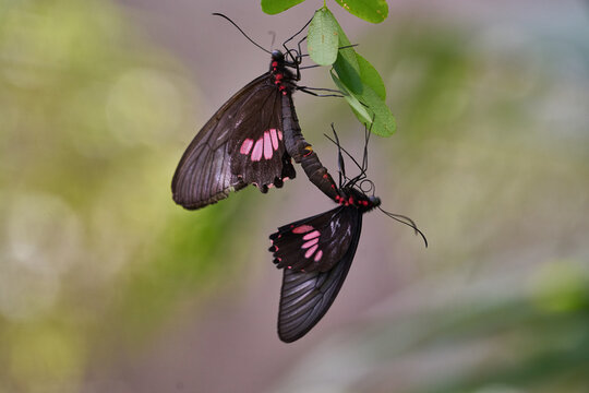 Parides neophilus en la selva de Puerto Maldonado, Per&uacute;.