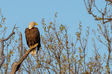 Perched Adult Bald Eagle