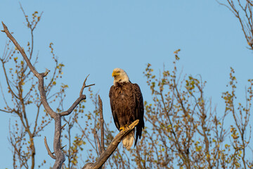 Perched American Bald Eagle
