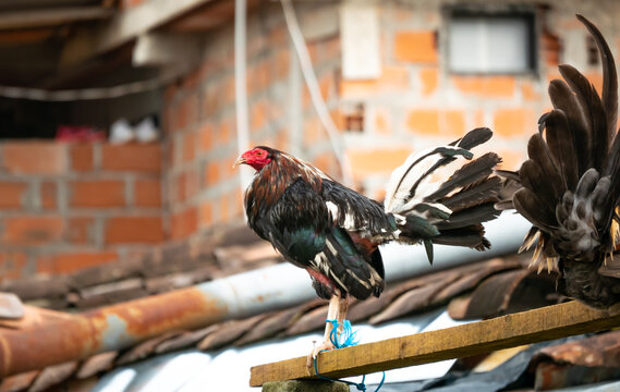 Rooster in Captivity, with one Leg Tied to a Wooden Plank to Prevent it from Escaping