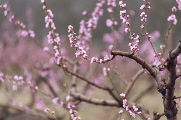 Close up of blooming peach branches