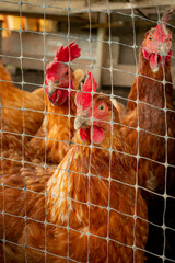 Brown Hens Locked up in a Small Chicken Yard Trying to Escape Outside in Guatape, Colombia