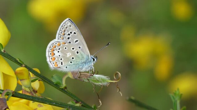 Polyommatus icarus. Beautiful butterfly belonging to the Lycanidae family among yellow Cytisus scoparius flowers.