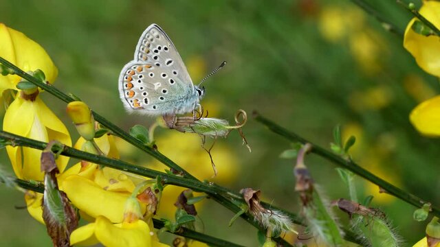 Polyommatus icarus. Bella mariposa perteneciente a la  familia de las Lycanidae entre flores flores amarillas de Cytisus scoparius.