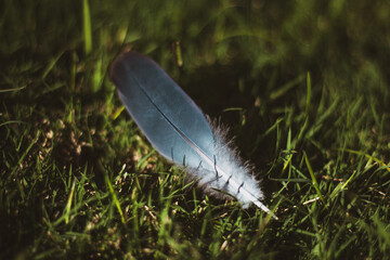 Blue feather rests on green grass