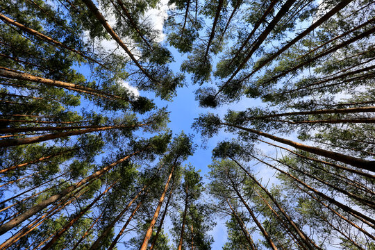 Fototapeta view up though trees