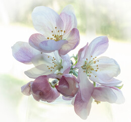 Apple Blossoms