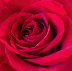 Red Rose Closeup