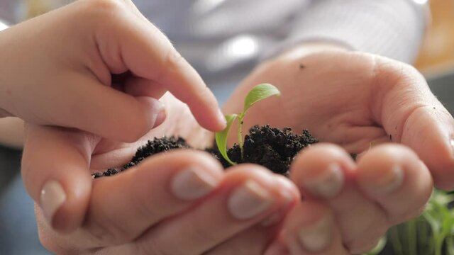Baby Hand Touching A Small plant. The child takes care of the young plant. Plant growth. Close up hands holding sapling of young green plant. Concept nature conservation. Ecology protection.