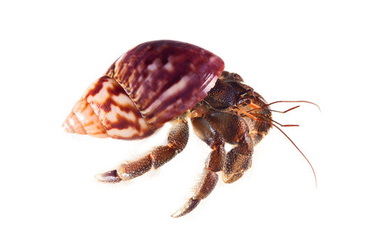 Hermit or diogenes crab in white background isolated