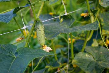 A small gherkin hanging in the air surrounded by leaves on a vertical grid. Organic cultivation of small gherkins on the vine. Growing gherkins. Small pickle. Baby cucumber.