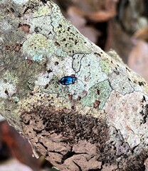 Blue metallic flea beetle on a wooden log