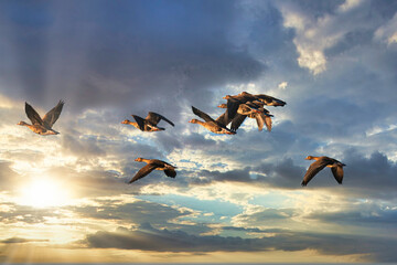 Flock of Brandt's Geese and Sunset