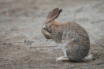 Conejo frot&aacute;ndose los ojos 