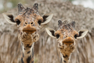 Naklejka premium Giraffes Close-Up of Faces