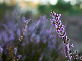 lavender flowers in the field