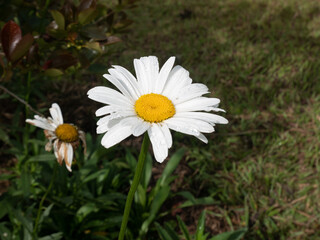 Oxeye Daisy, Dog Daisy or Marguerite (Leucanthemum vulgare) is the Beautiful and Simple Flower with White Petals and Yellow Center in the Middle of a Garden Wet with Dew