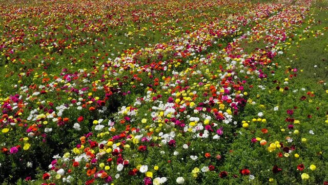 Rows of Buttercups in full bloom and in various colors, Aerial view.